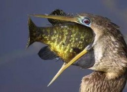 娱乐吃瓜酱美洲大蠊,娱乐吃瓜酱中的神秘生物揭秘